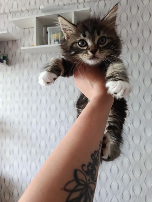 Продам милых котят Мейн-кун