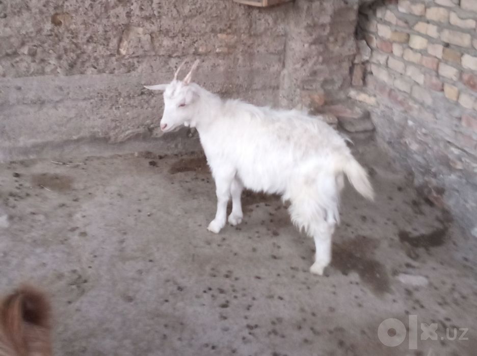 Rasiski echki sotiladi