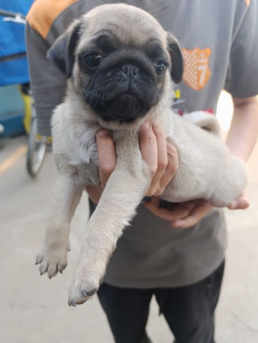 Щенята мопсики .