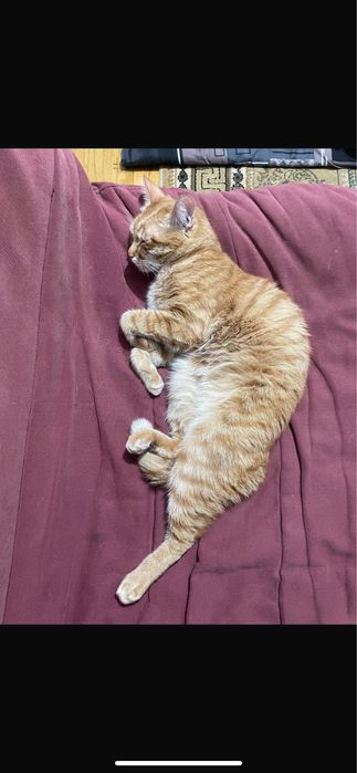 Кошка(коко) безплатно