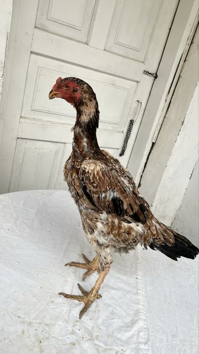 tullak xoʻroz tullak tovuq