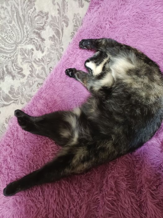 Отдам кошку в добрые руки