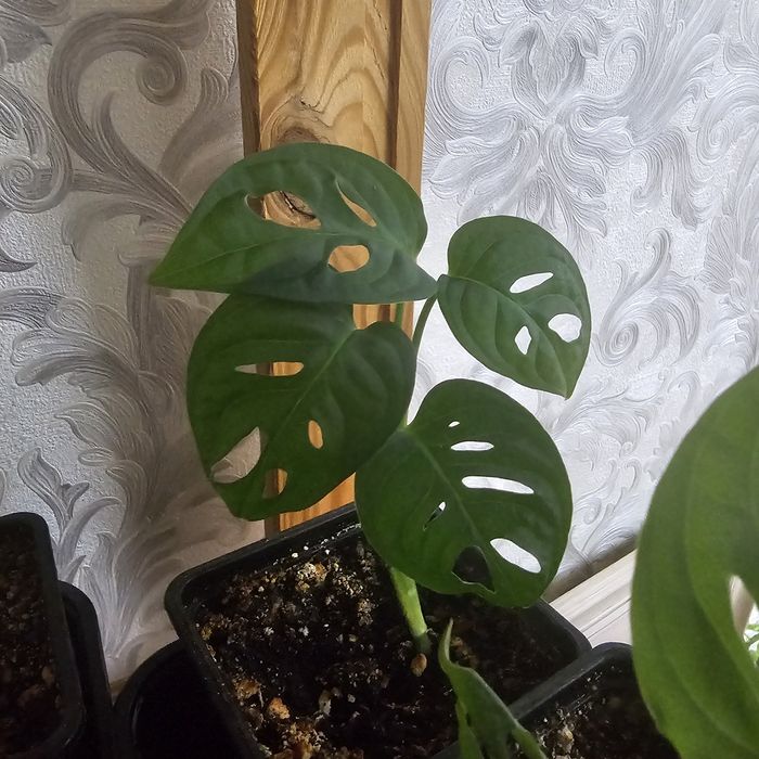 Продам Монстру Манки