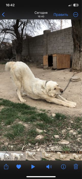 Собака Алабай чистокровный белый.