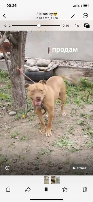 Продам пита рр сука