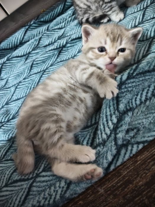 Котята британцы мальчики