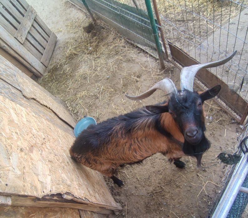 Țap rasa Alpină franceză