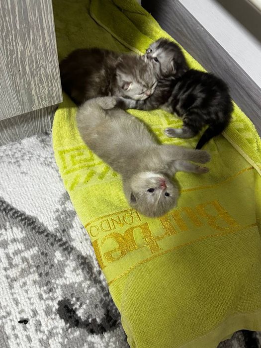 Продам котят шотланской породы