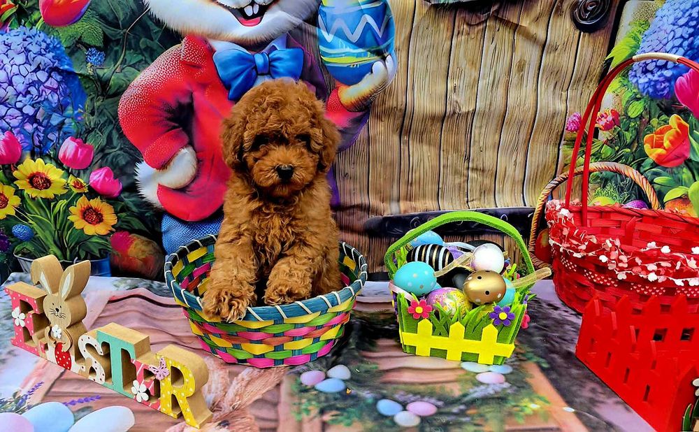 Той пудел & Мини пудел,  Fci, Genetic, PL