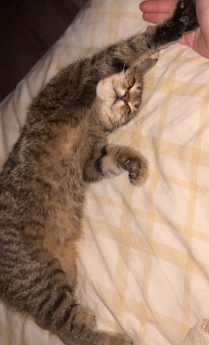 Потеряли кошечку