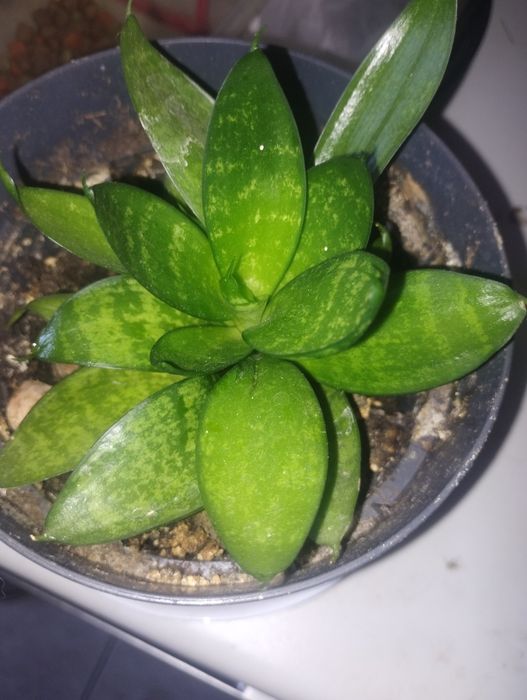 Plantă purificatoare Sanseviera