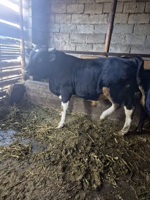 Vitel de vanzare,6500 lei PRET NEGOCIABIL