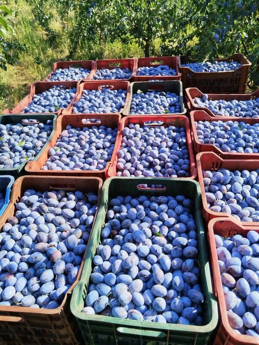 Vindem prune pentru palinca si tuica