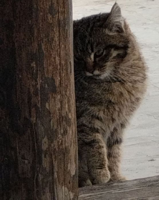 Кошечка мышеловка