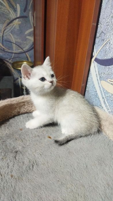 Продаются шотландские чистокровные котята