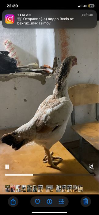 Продам курей корея  даканы