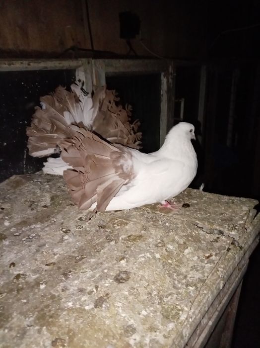 Голуби  кептер павлины