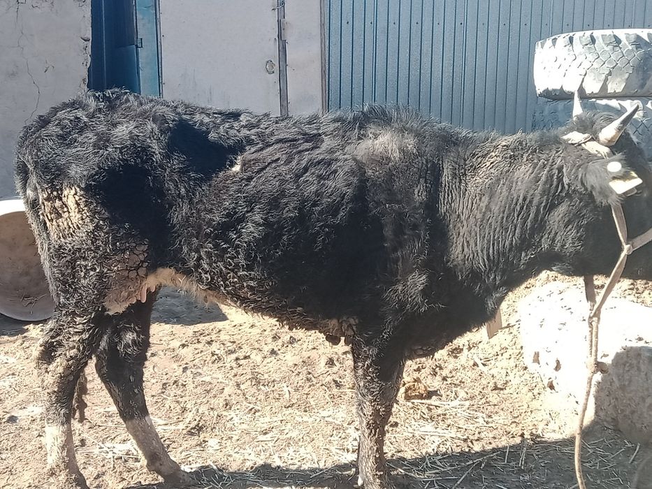 Осы сиыр бұзауымен сатылады