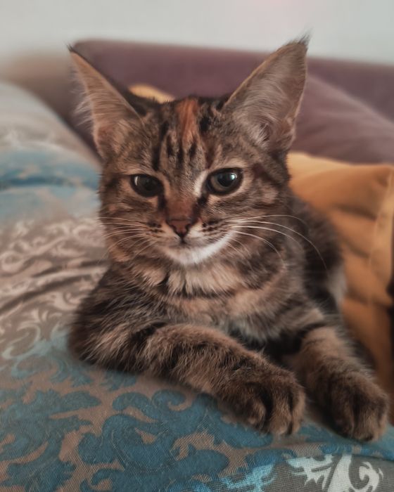 Отдаем котенка девочку в добрые руки