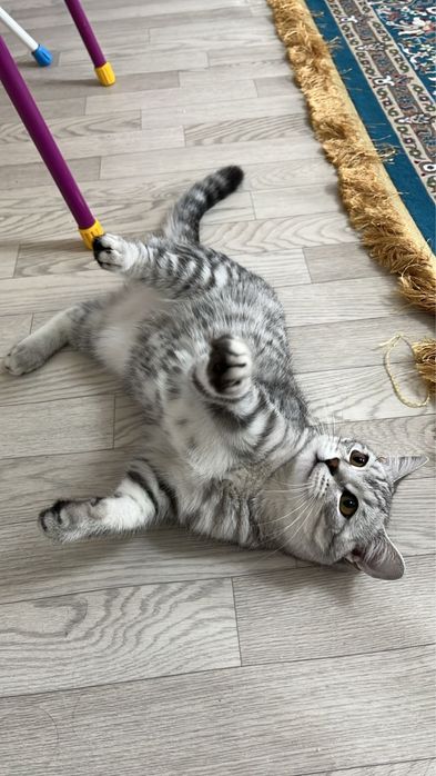 Отдам котенка в добрые руки