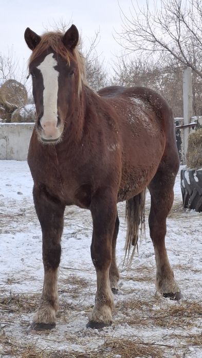 Жеребцы,Советские тяжеловозы