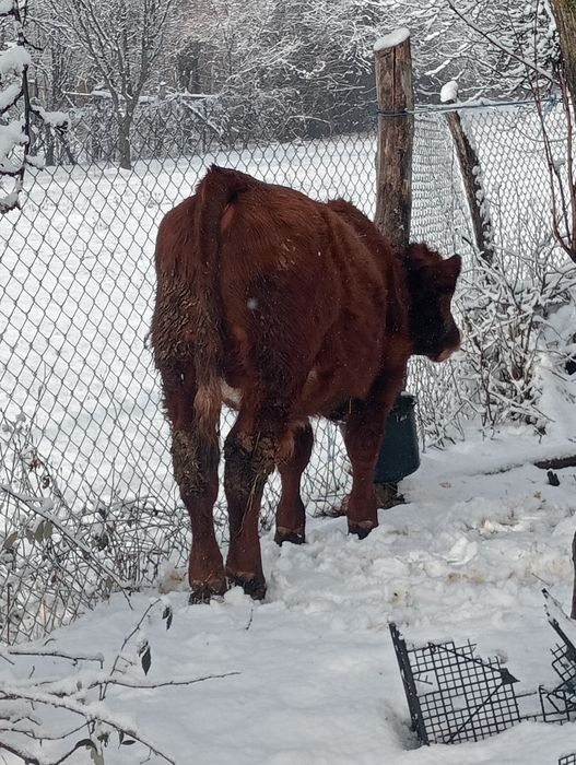 Rasa rosu angus , varsta 5 luni