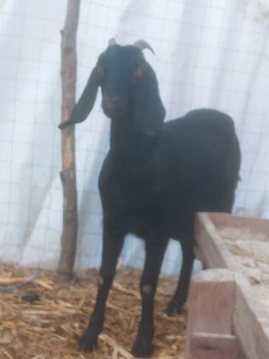 Capra gestanta la prima fătare