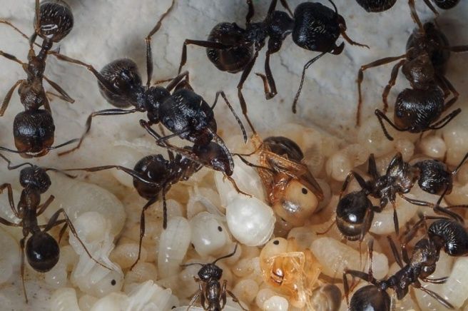 Messor сf structur очень дёшево