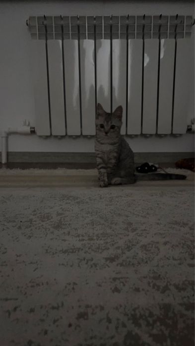 Отдам в добрые руки шотландского котёнка