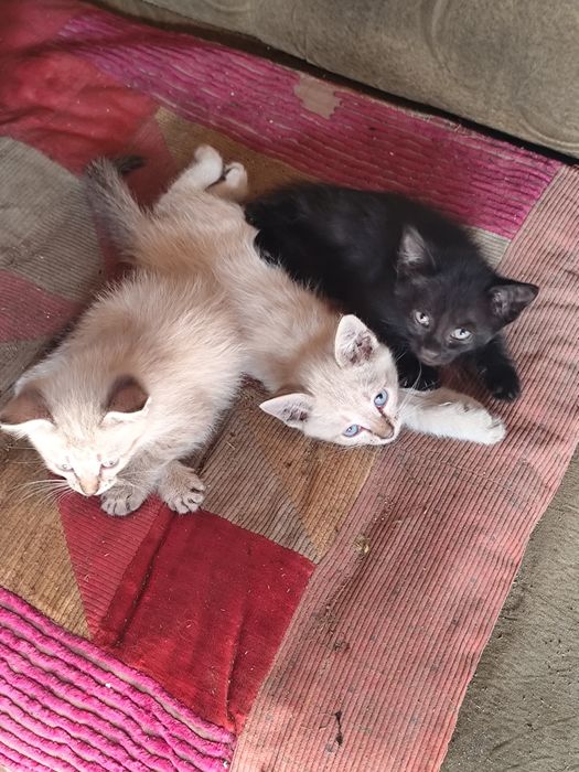 Отлам котят в хорошие руки