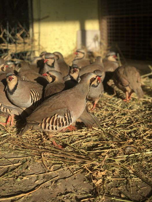 Vand Potarnichi de Stanca