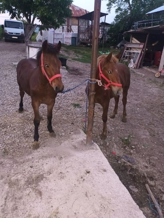 Vand 2 manji  de 5 luni  si 6 luni