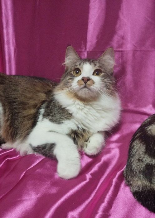 Кот Гром ищет дом!