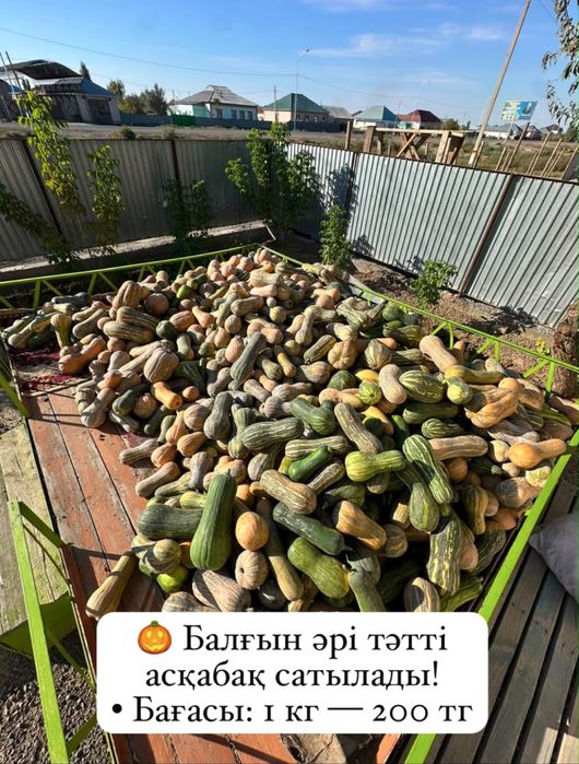 Аскабак Асқабақ.