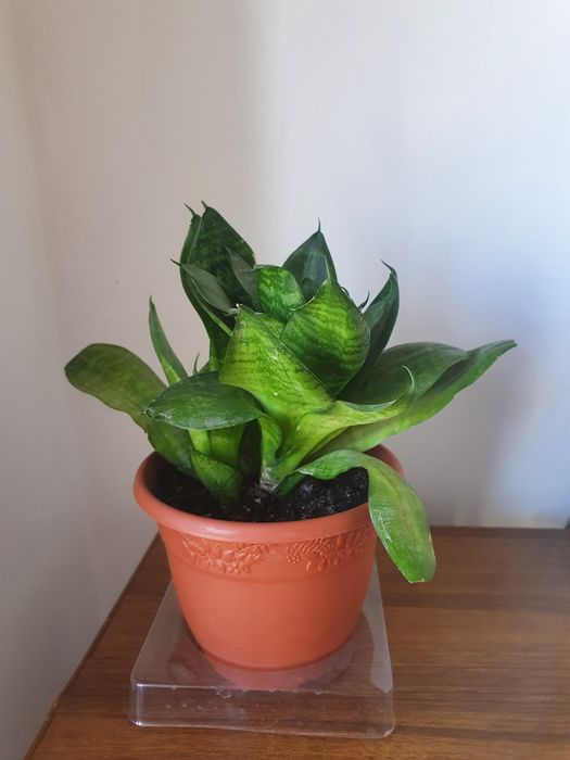 Продаю комнатные растения-цветы