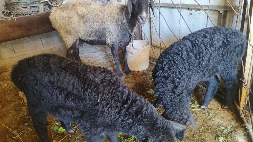 Semiz, semiz chochqalar