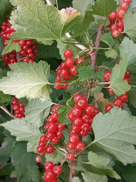 Саженцы красной и черной смородины