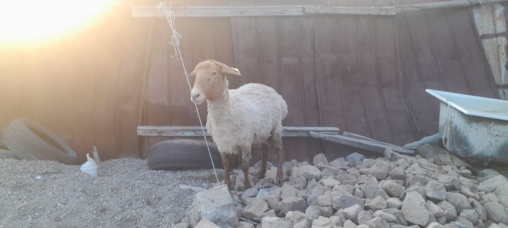 Семиз койлар  сатылады