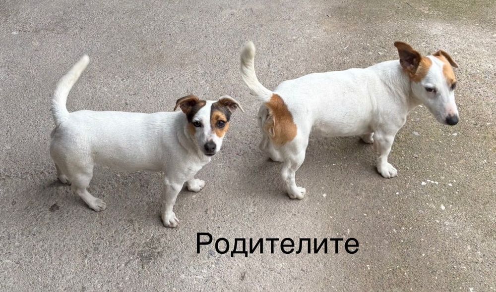 Джак Ръсел Кученца