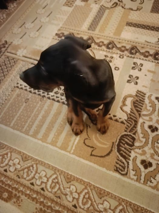 Продам щенка добермана