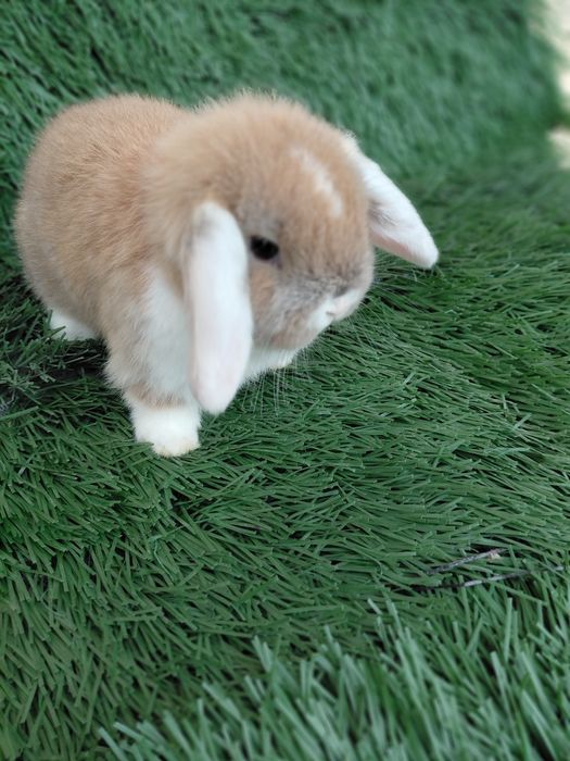 Карлик баран куйчалар совгага болажонларга янги йилга ок кулок ок аёк