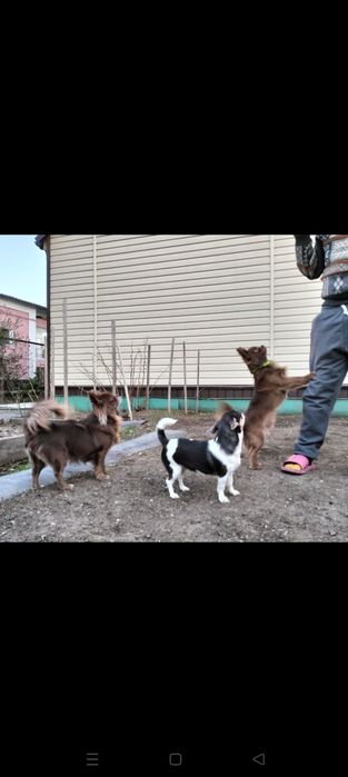 Шикарный кобель чихуахуа. Вязка.