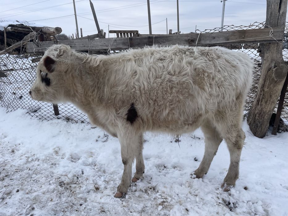 Подсос Бұқа 400 мыңнан