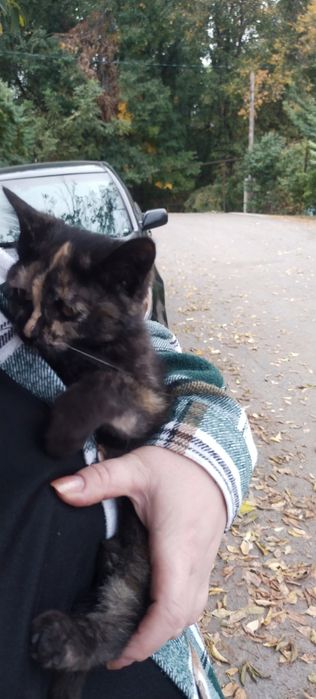 Отдам котёнка,с доставкой на дом!