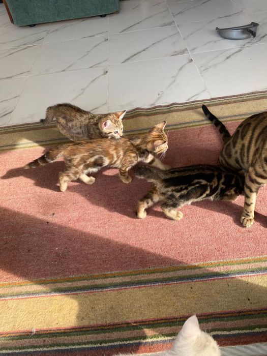 Продаются породистые котята