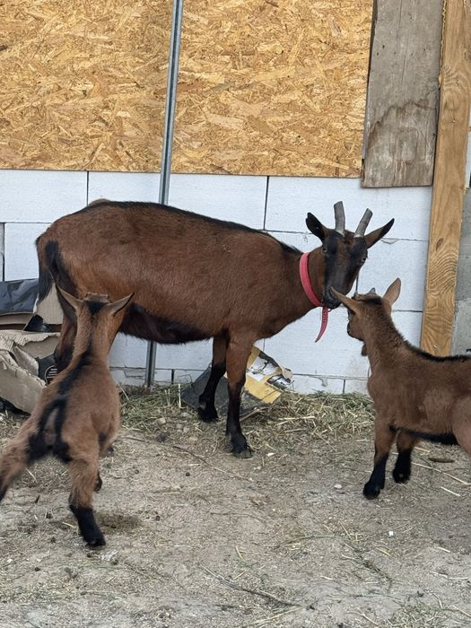Vand o capra alpin franceza
