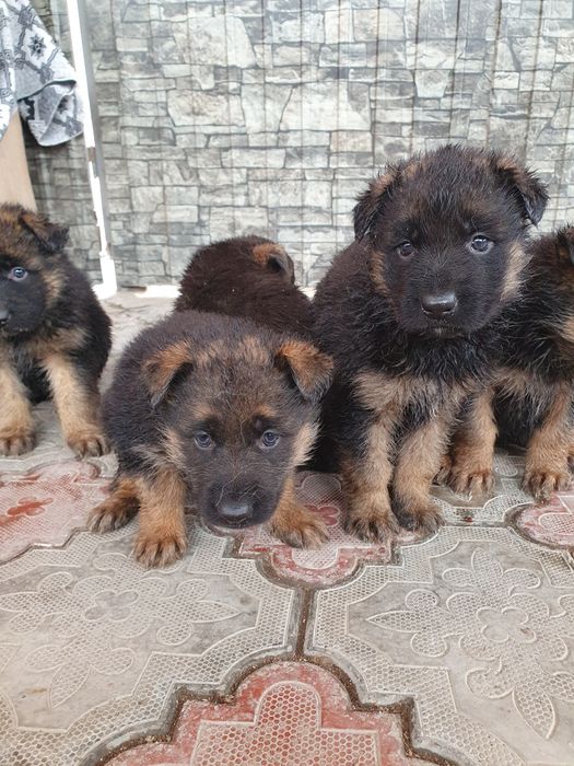 Продам щенят овчарки