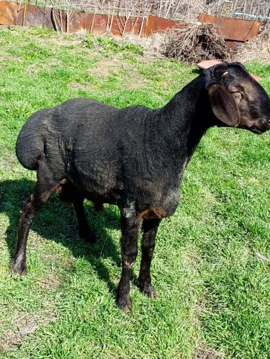 1ta qo'y qo'chqor кучкор qoldi