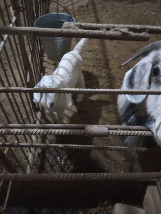 Срочно продается коза с козленком