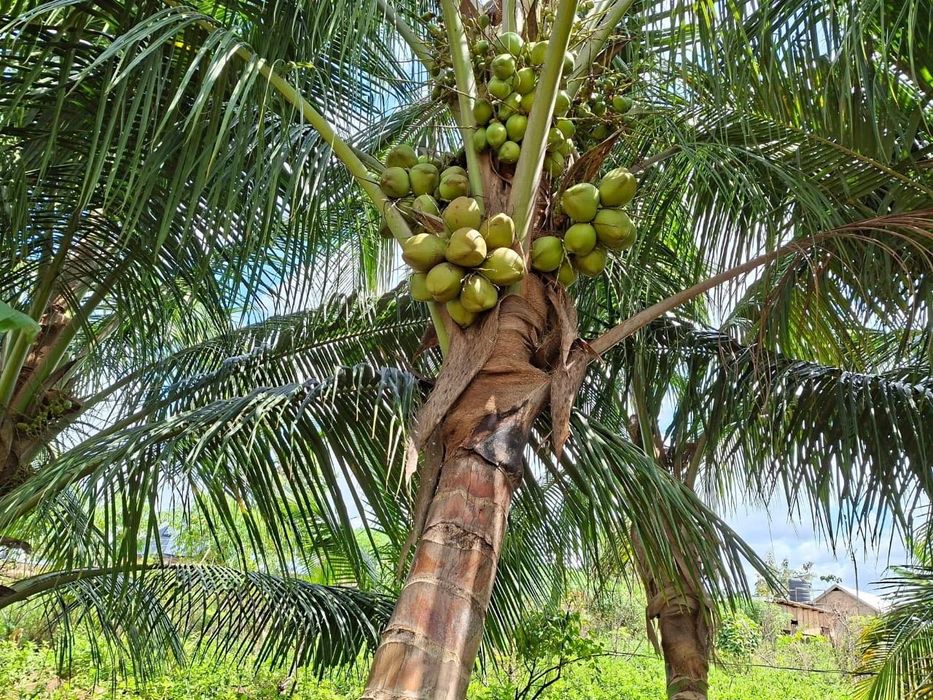 Натурално кокосово масло